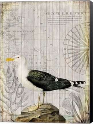 Framed Vintage Sea Bird Print