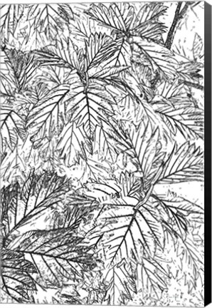 Framed Botanical BW I Print