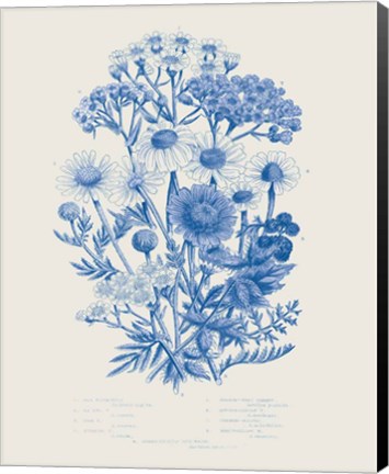 Framed Flowering Plants V Mid Blue Print