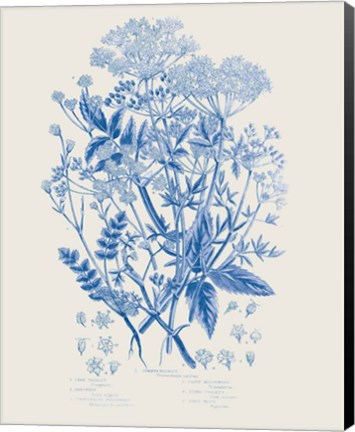 Framed Flowering Plants I Mid Blue Print