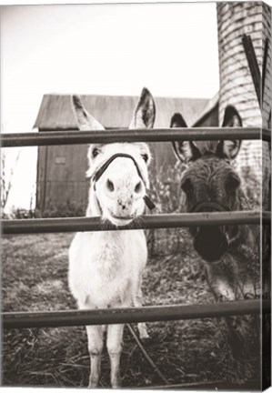 Framed Donkeys Print