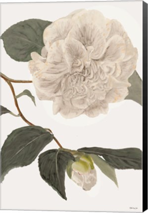 Framed White Botanical II Print