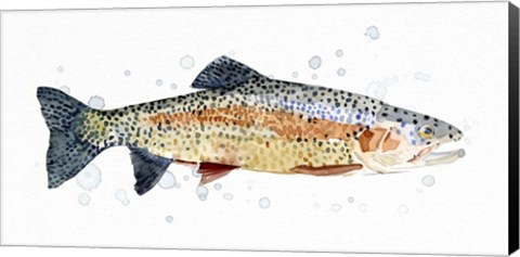 Framed Watercolor Rainbow Trout I Print