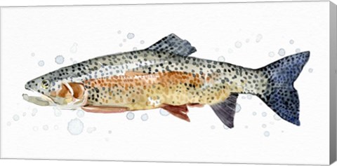 Framed Watercolor Rainbow Trout II Print