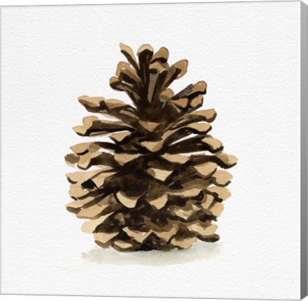 Framed Conifer Cone I Print