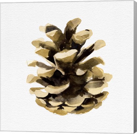 Framed Conifer Cone II Print