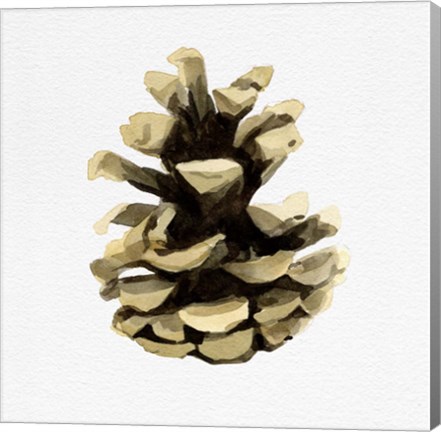 Framed Conifer Cone III Print