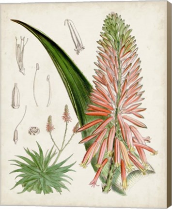 Framed Delicate Tropicals I Print