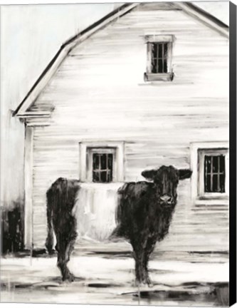 Framed Belted Galloway I Print