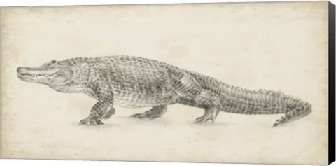 Framed Alligator Sketch Print