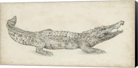 Framed Crocodile Sketch Print