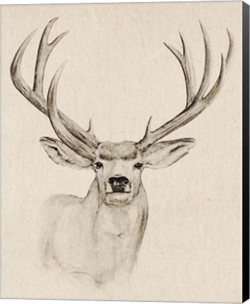 Framed Natural Buck I Print