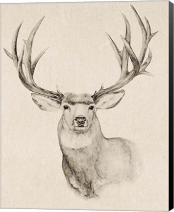 Framed Natural Buck II Print