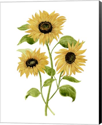 Framed Sunflower Trio I Print