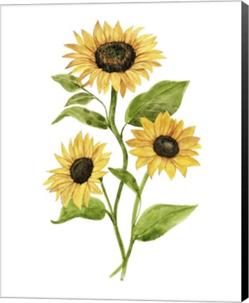 Framed Sunflower Trio II Print