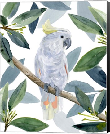 Framed Cockatoo Perch I Print