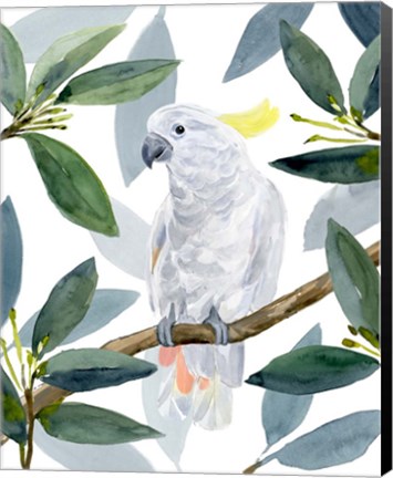Framed Cockatoo Perch II Print