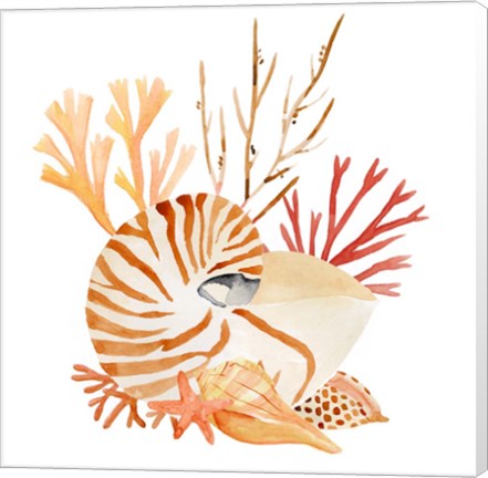 Framed Nautilus Grouping II Print