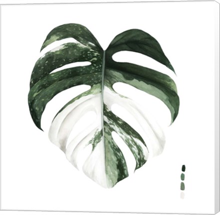 Framed Variegated Monstera I Print