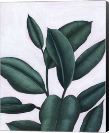 Framed Verdant Ficus I Print
