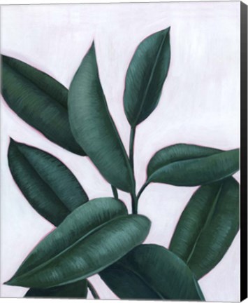 Framed Verdant Ficus II Print