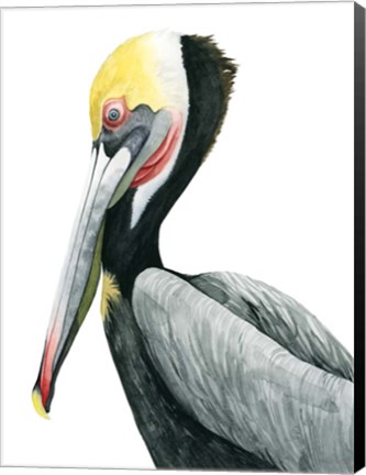 Framed Watercolor Pelican II Print