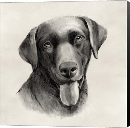 Framed Charcoal Labrador I Print