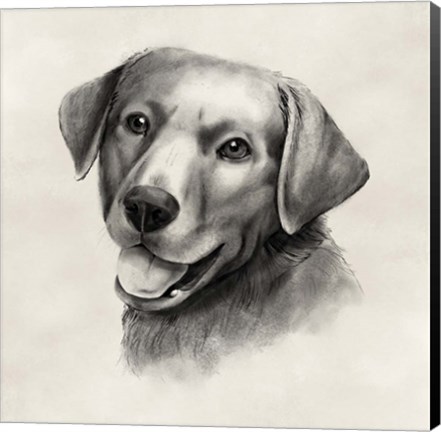 Framed Charcoal Labrador II Print