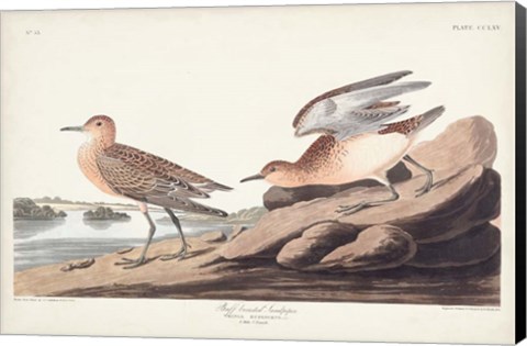 Framed Pl. 265 Buff-breasted Sandpiper Print