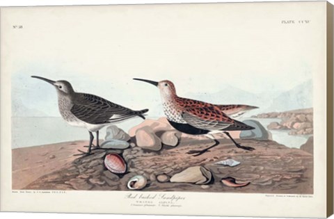 Framed Pl. 290 Red-backed Sandpiper Print