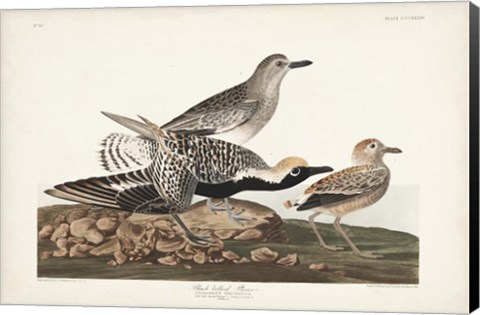 Framed Pl. 334 Black-bellied Plover Print