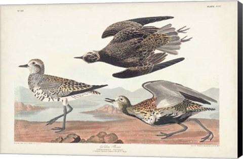 Framed Pl. 300 Golden Plover Print