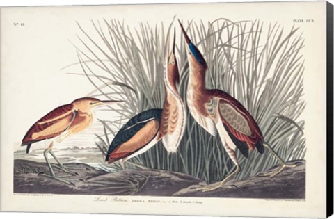 Framed Pl. 210 Least Bittern Print