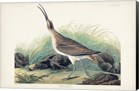 Framed Pl. 237 Hudsonian Curlew Print