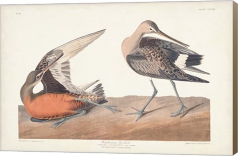 Framed Pl. 258 Hudsonian Godwit Print