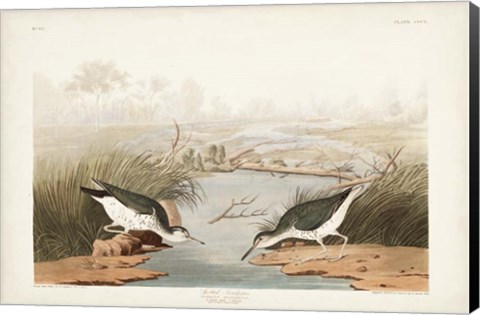 Framed Pl. 310 Spotted Sandpiper Print