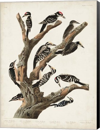 Framed Pl. 417 Marias Woodpecker Print