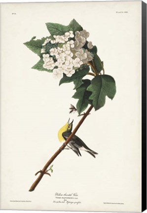 Framed Pl. 119 Yellow-throated Vireo Print