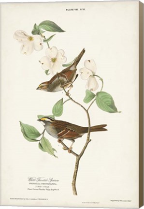 Framed Pl.8 White-throated Sparrow Print