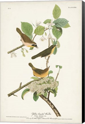 Framed Pl. 23 Yellow-breasted Warbler Print