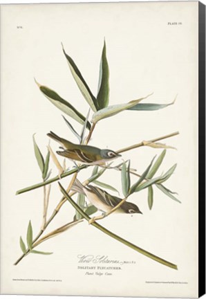 Framed Pl. 28 Vireo Solitarius Print