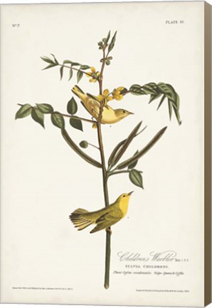 Framed Pl. 35 Children&#39;s Warbler Print