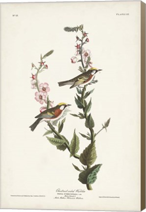 Framed Pl. 59 Chestnut-sided Warbler Print