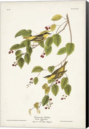 Framed Pl. 60 Carbonated Warbler Print