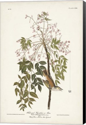 Framed Pl. 63 White-eyed Flycatcher Print