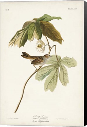 Framed Pl. 64 Swamp Sparrow Print