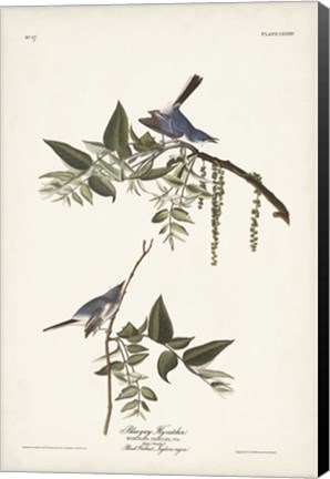 Framed Pl. 84 Bluegrey Flycatcher Print