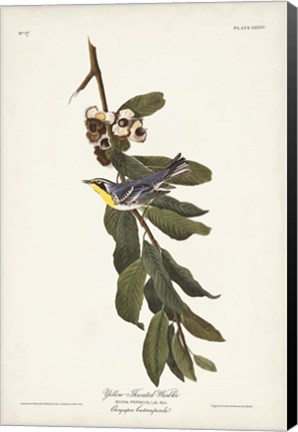 Framed Pl. 85 Yellow-throated Warbler Print