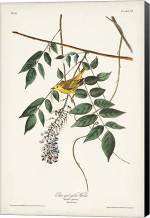 Framed Pl. 95 Blue-eyed Yellow Warbler Print