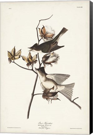 Framed Pl. 120 Pewit Flycatcher Print